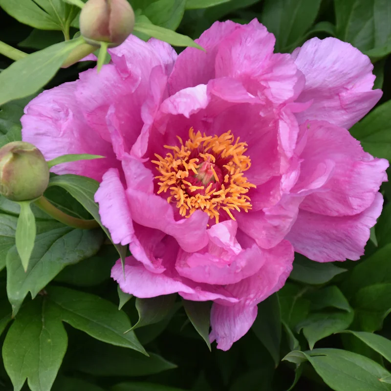 PAEONIA FIRST ARRIVAL