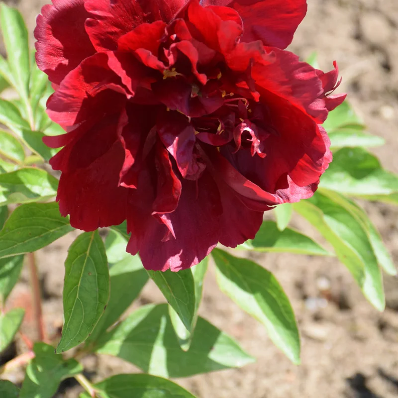 PAEONIA HENRY BOCKSTOCE