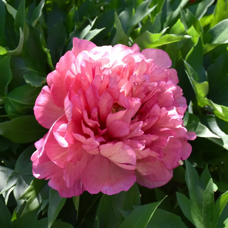 PAEONIA HILLARY