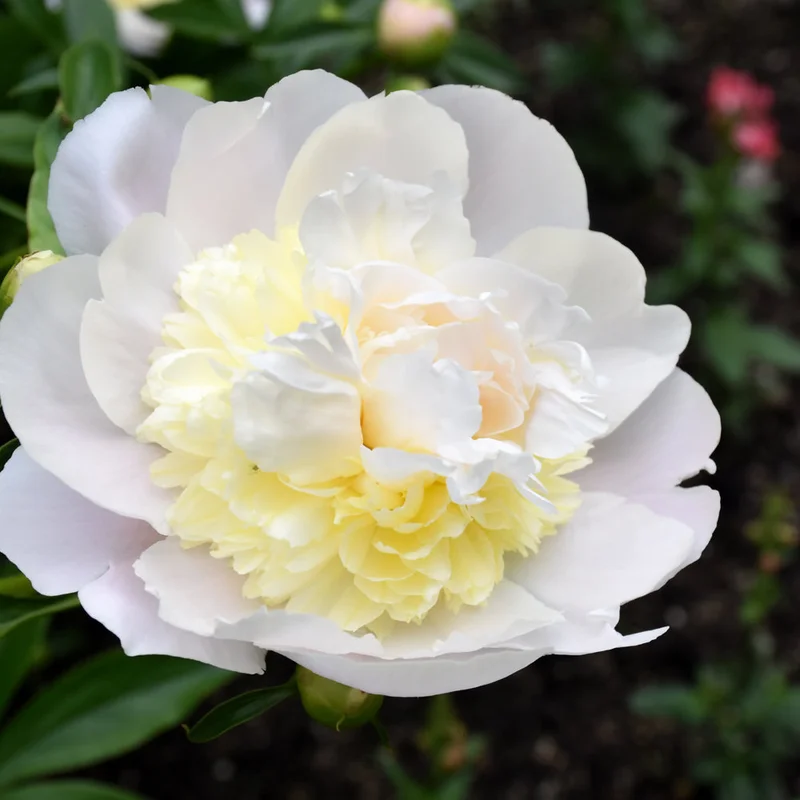 PAEONIA HONEY GOLD