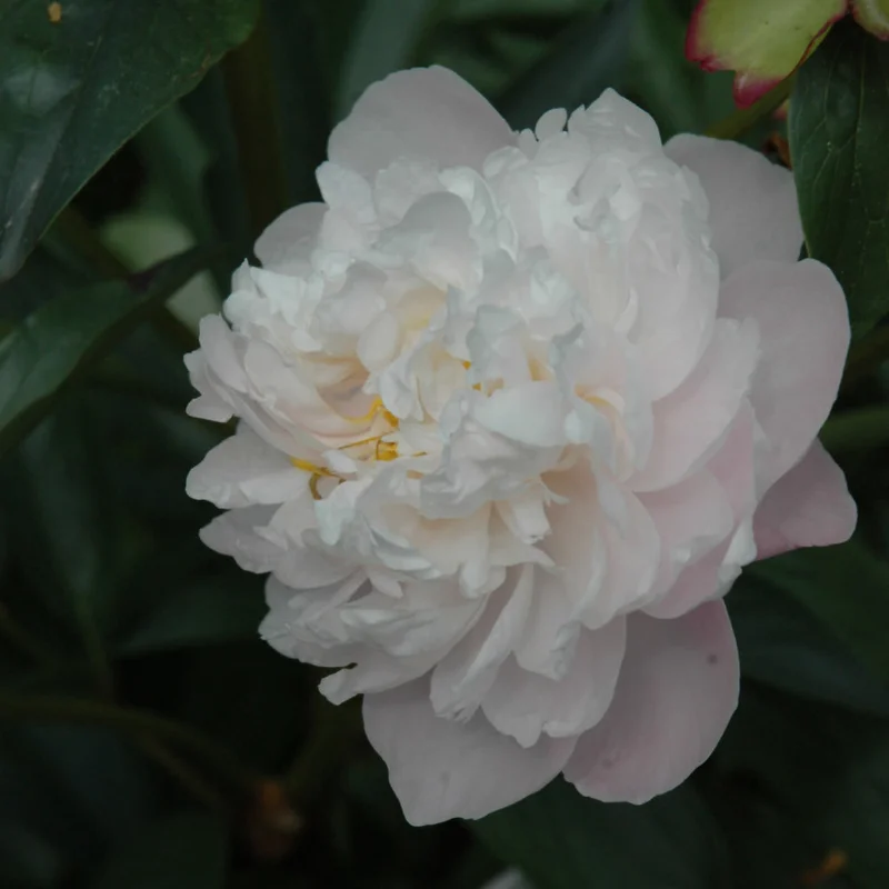 PAEONIA LADY ALEXANDER DUFF