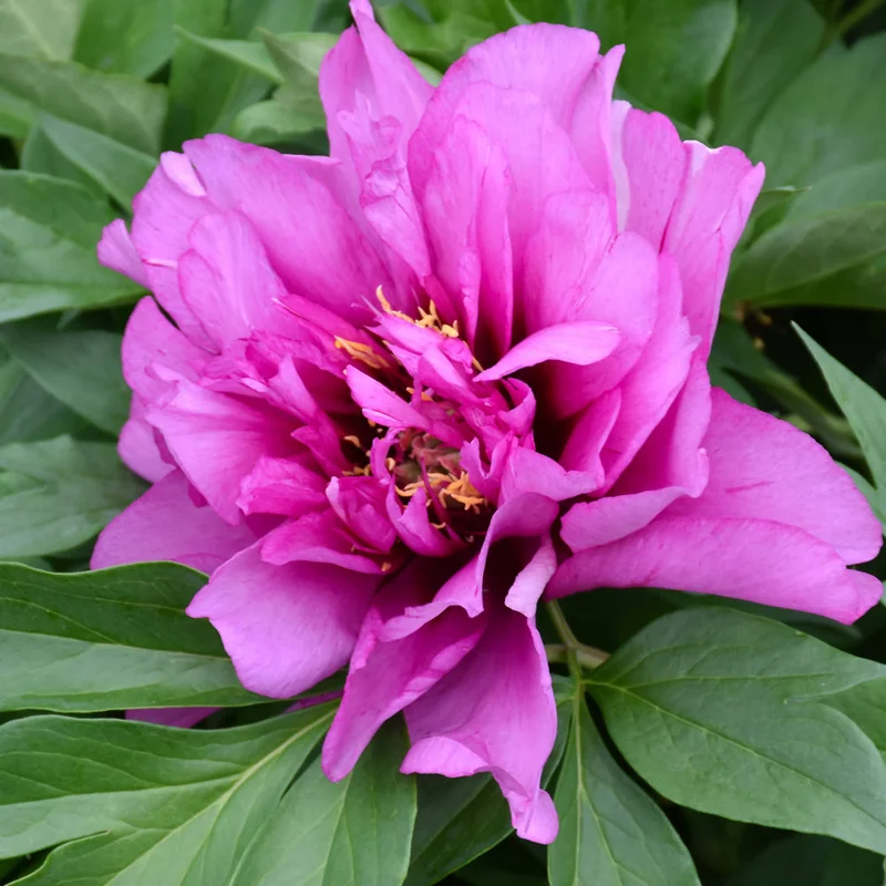 PAEONIA MORNING LILAC