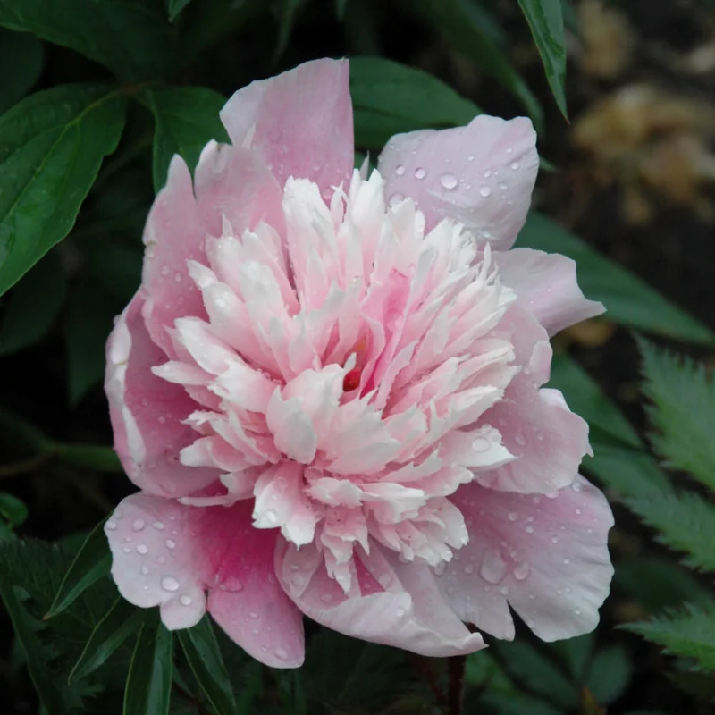 PAEONIA RASPBERRY SUNDAE