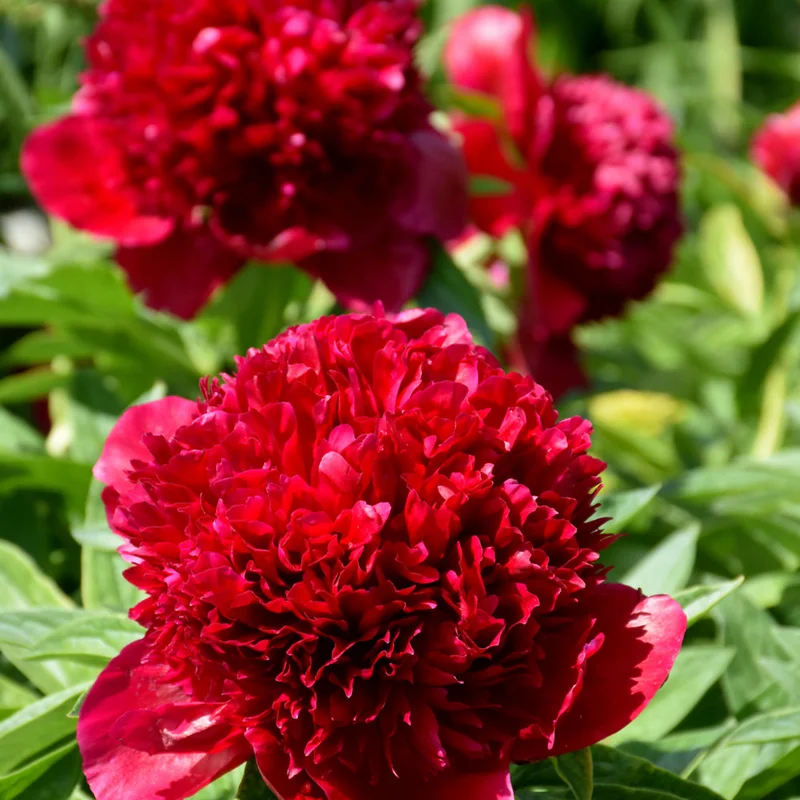 PAEONIA RED CHARM