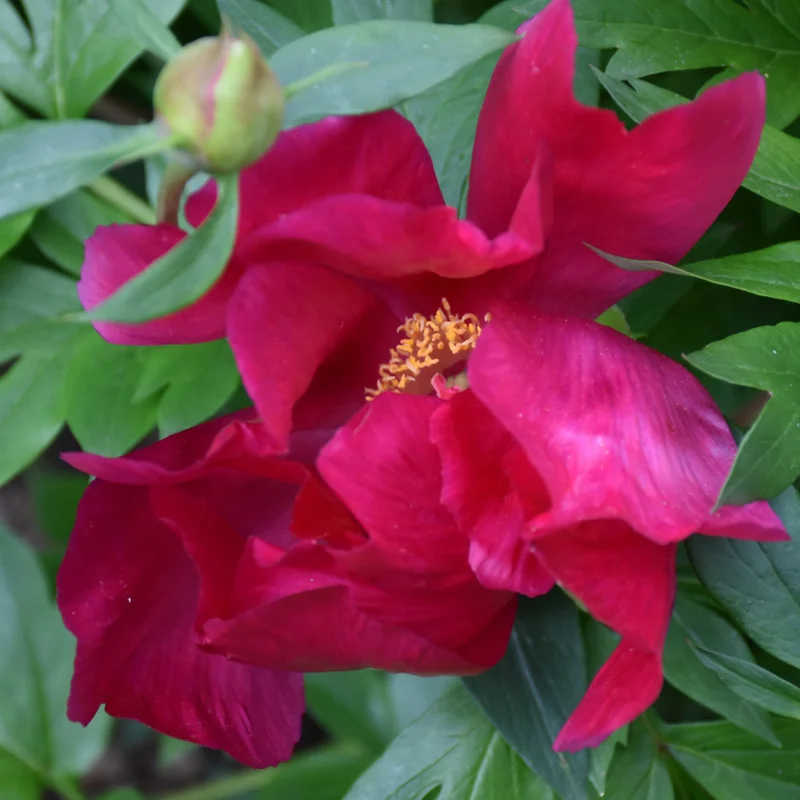 PAEONIA SCARLET HEAVEN