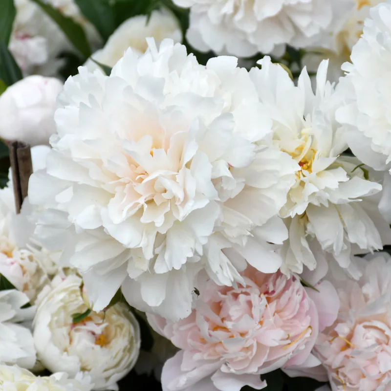 PAEONIA SOLANGE