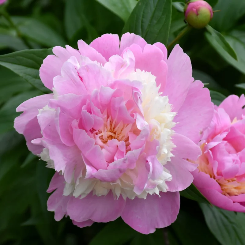 PAEONIA SORBET