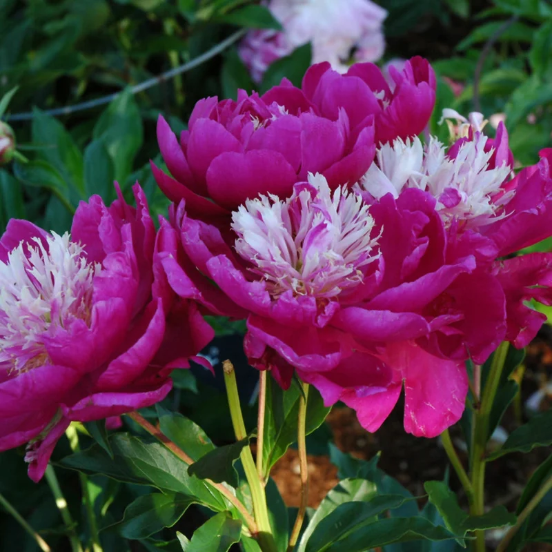 PAEONIA WHITE CAP