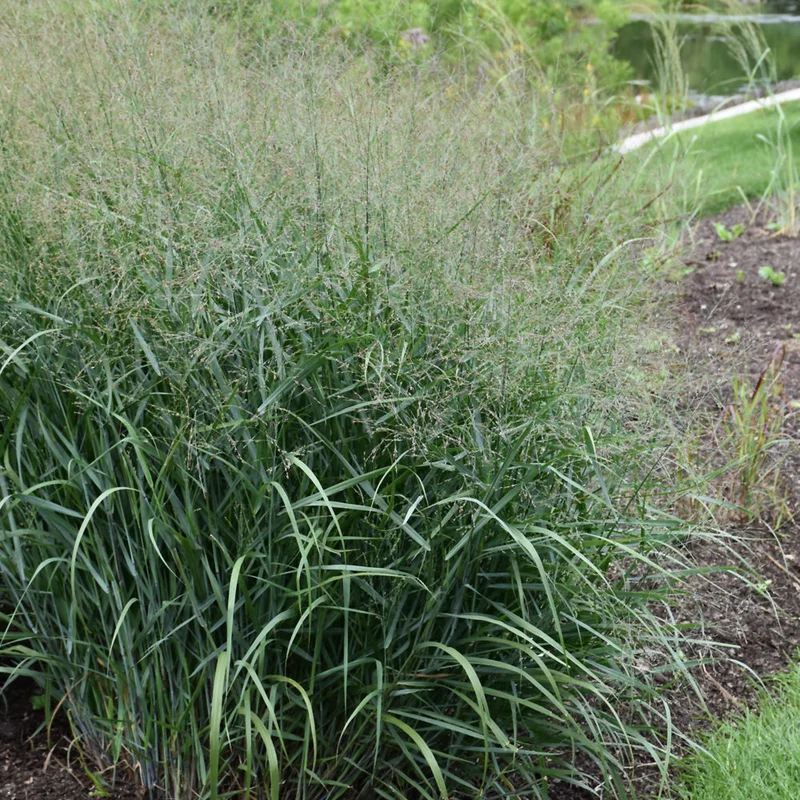 PANICUM PRAIRIE DOG