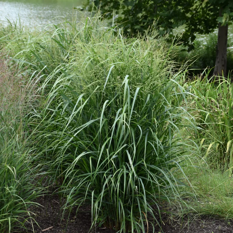PANICUM SUMMER SUNRISE