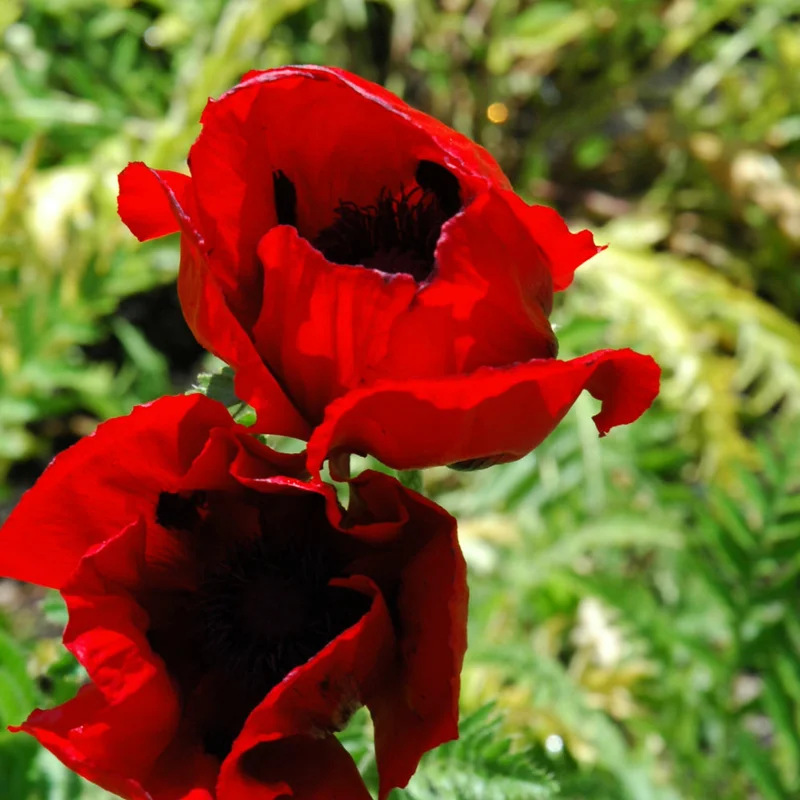PAPAVER BRILLIANT