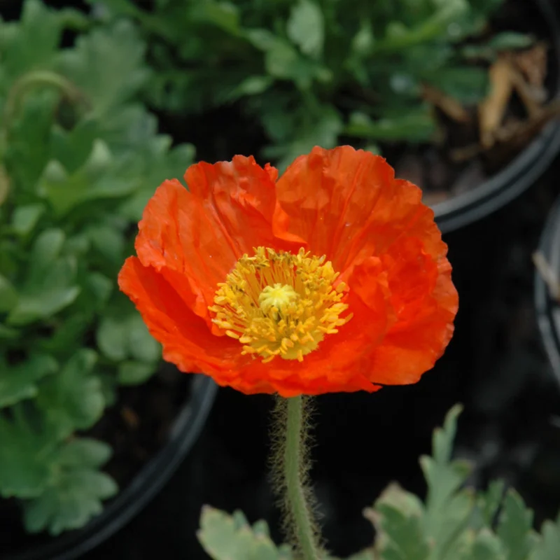 PAPAVER SPRING FEVER ORANGE