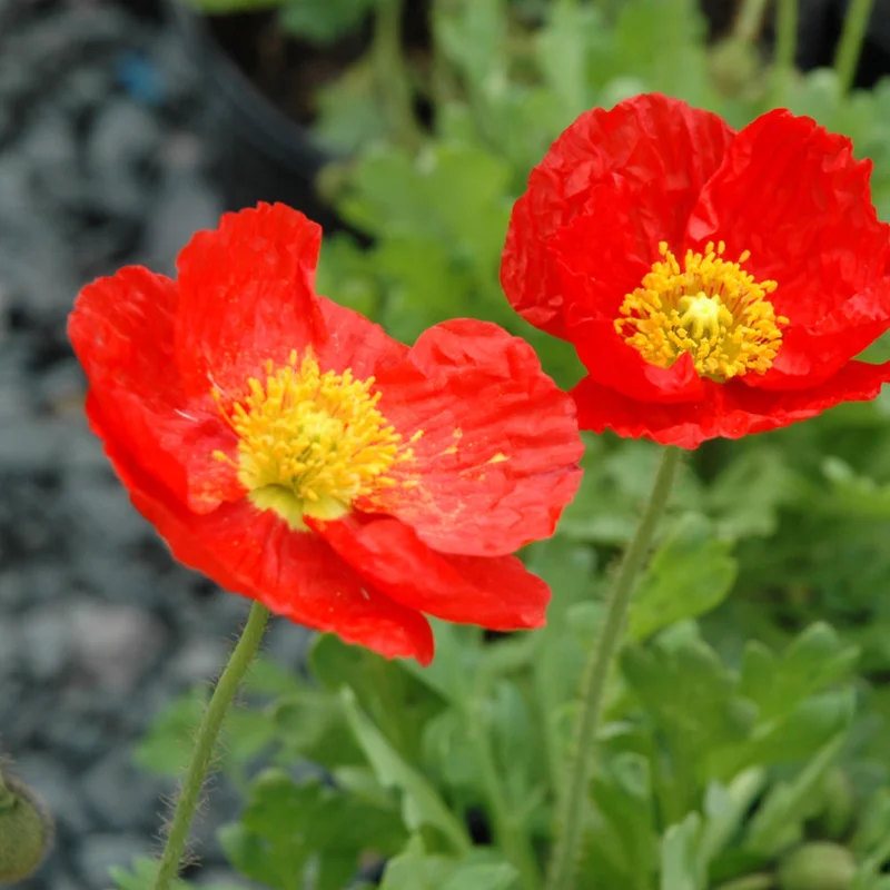 PAPAVER SPRING FEVER RED