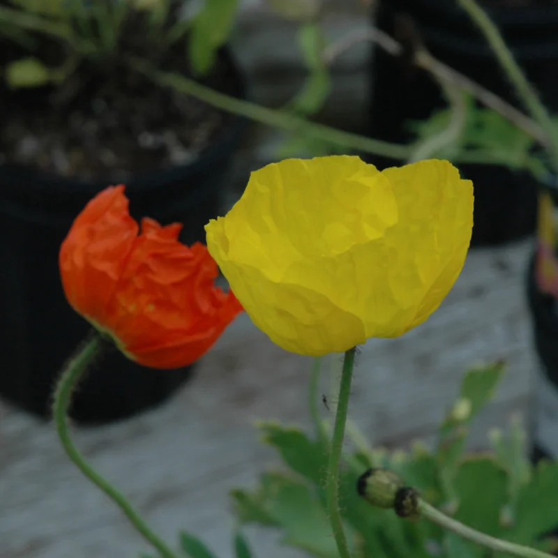 PAPAVER WONDERLAND