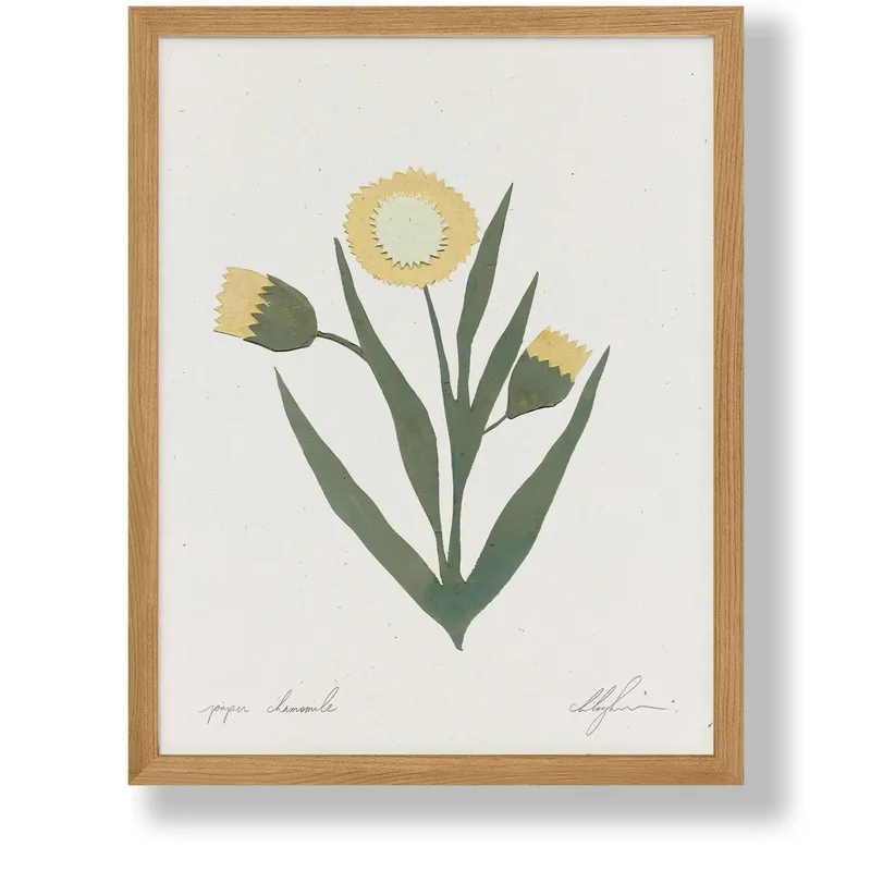 Paper Chamomile