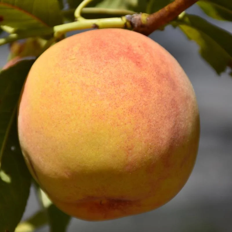 PEACH RELIANCE – NO GUARANTEE –