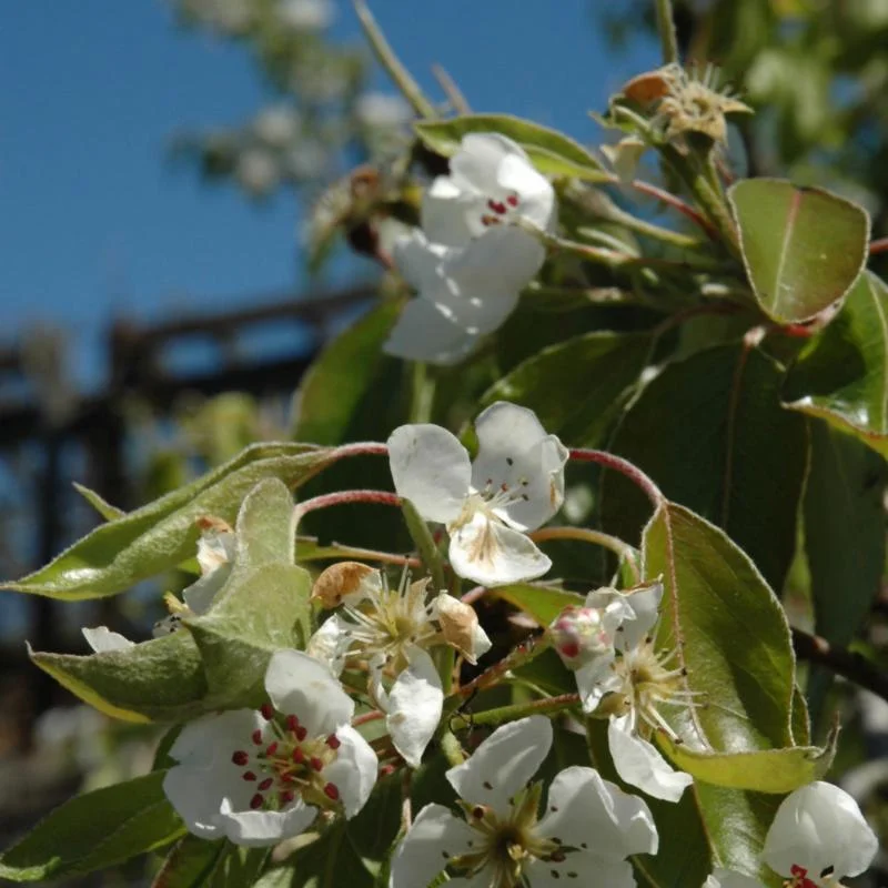PEAR CLAPP’S FAVOURITE
