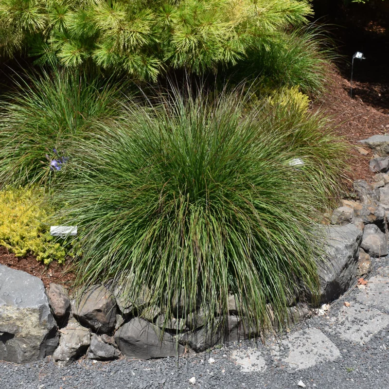 PENNISETUM BURGUNDY BUNNY
