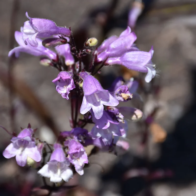 PENSTEMON BLACKBEARD