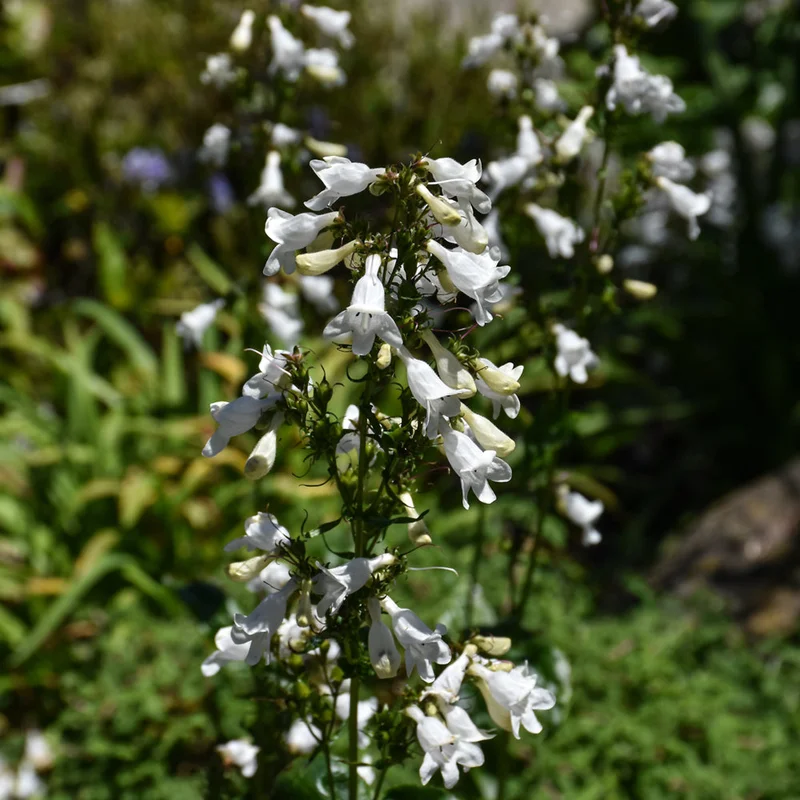 PENSTEMON DIGITALIS