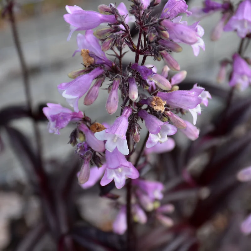PENSTEMON MIDNIGHT MASQUERADE