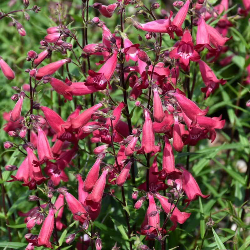 PENSTEMON MISSIONBELLS DEEP ROSE