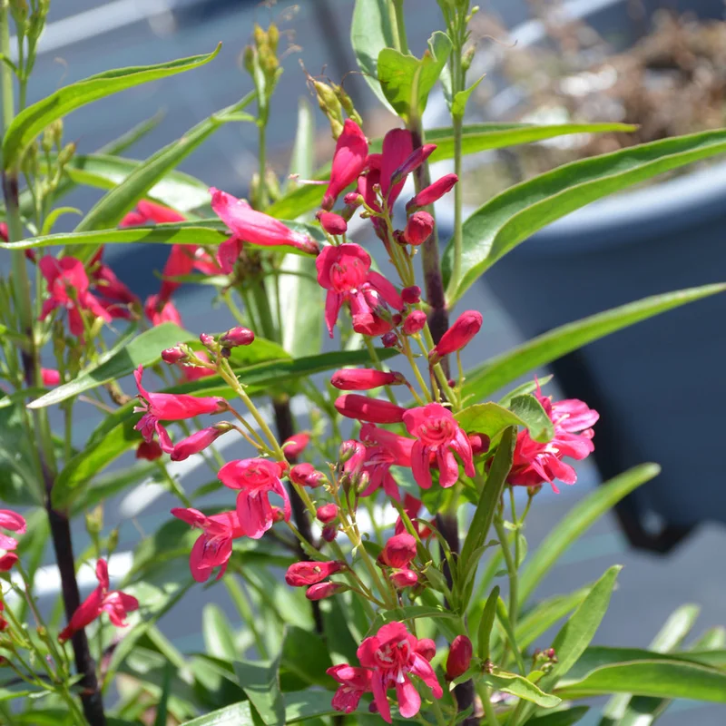 PENSTEMON PRISTINE DEEP ROSE