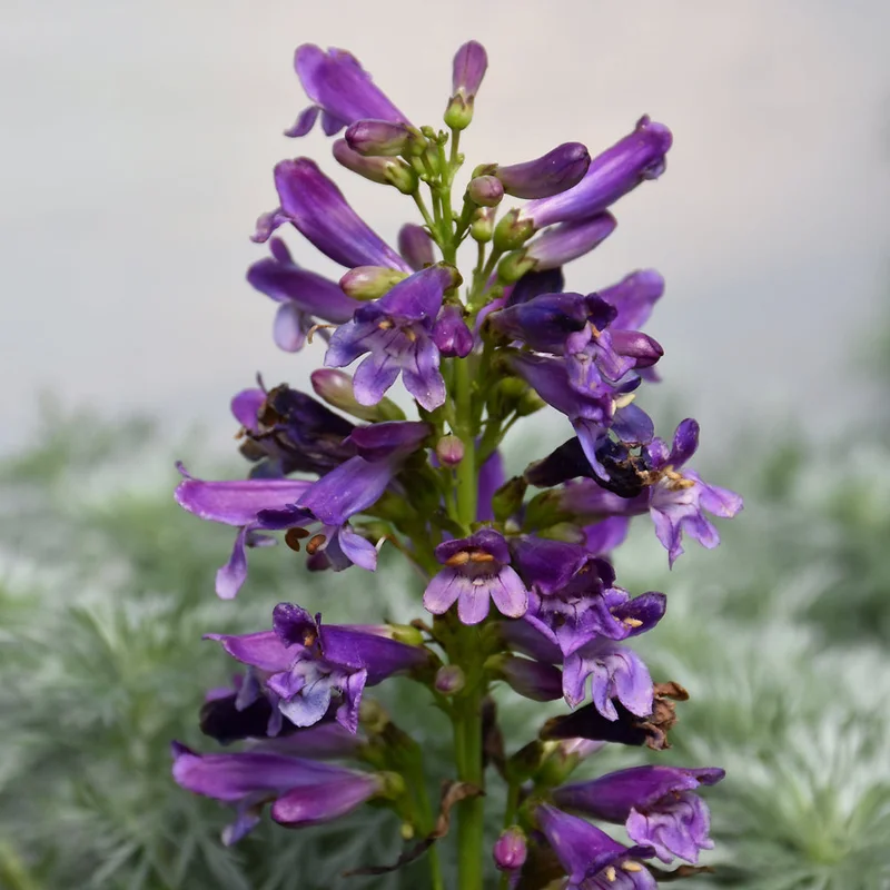 PENSTEMON PRISTINE LILAC PURPLE