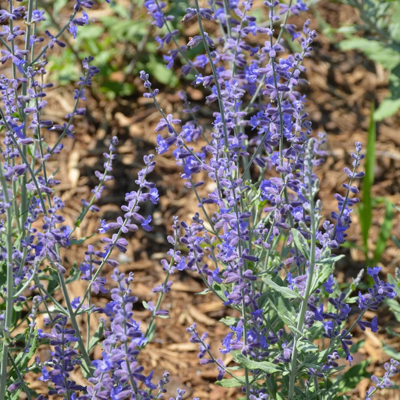 PEROVSKIA BLUESETTE