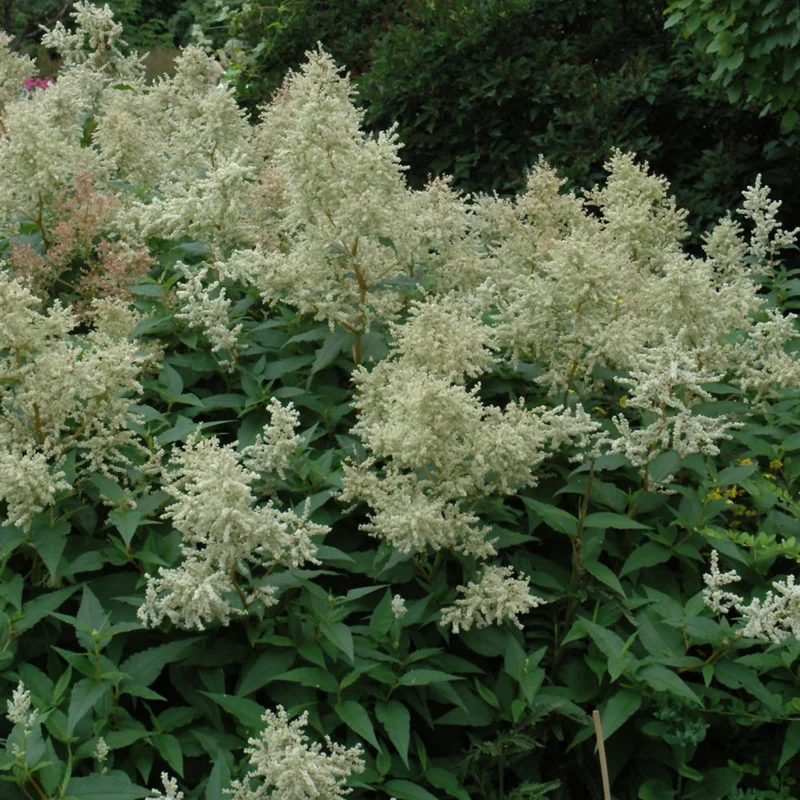 PERSICARIA POLYMORPHA