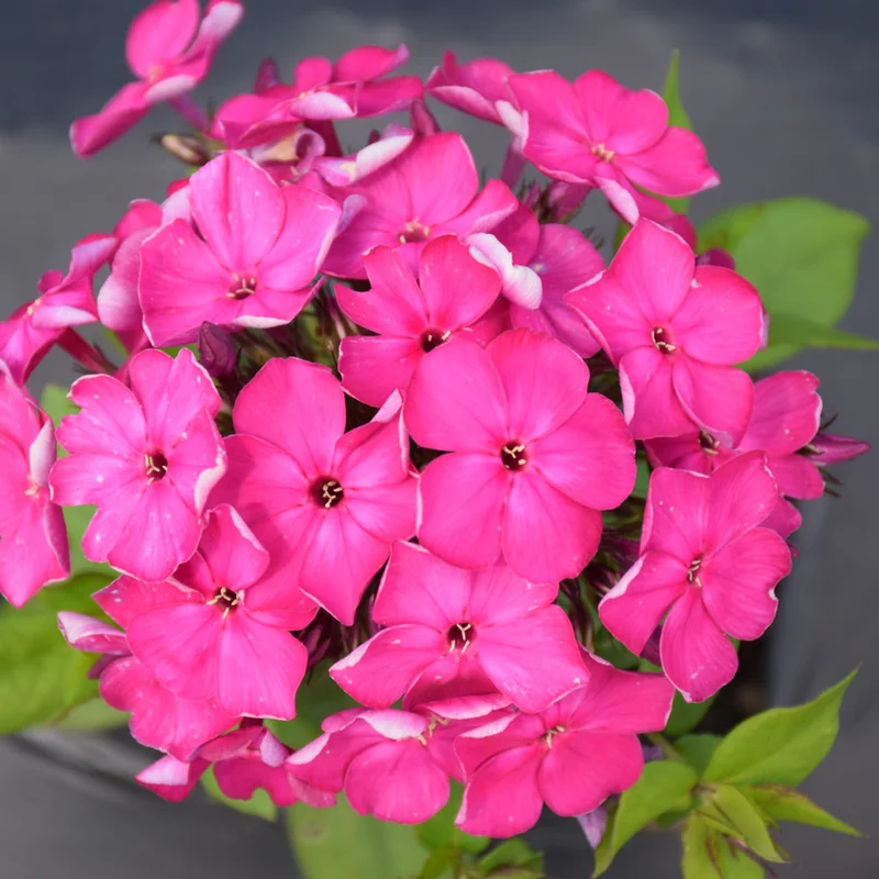 PHLOX BAMBINI DESIRE