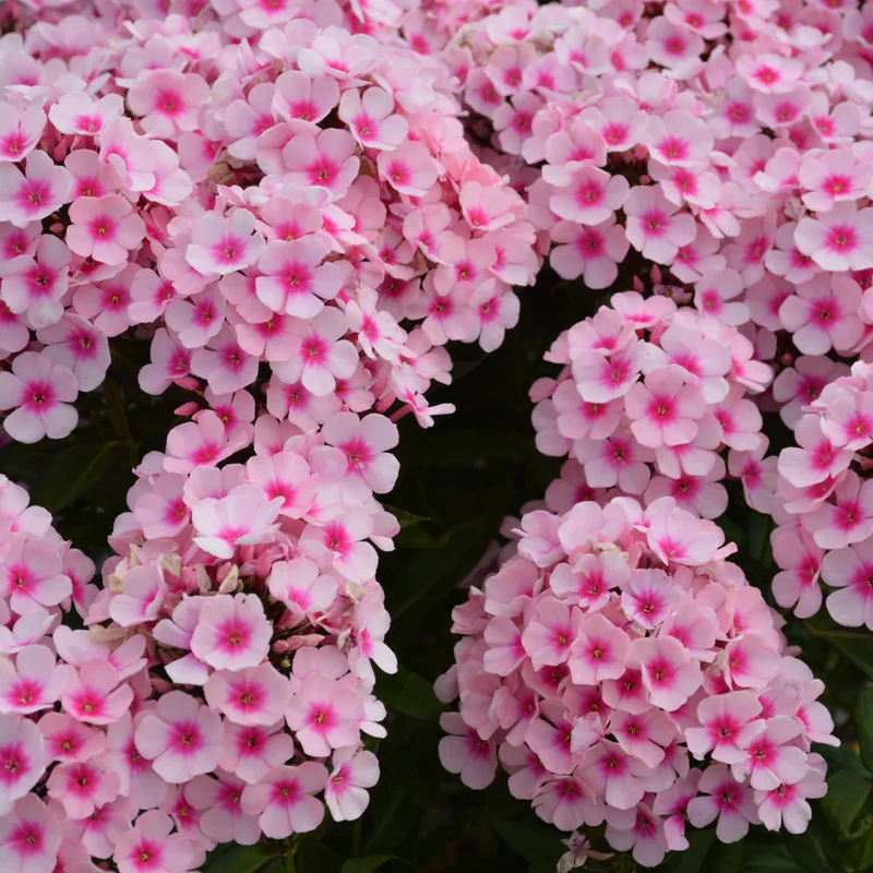PHLOX BRIGHT EYES