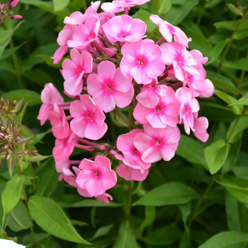PHLOX CANDY STORE CORAL CREME DROP