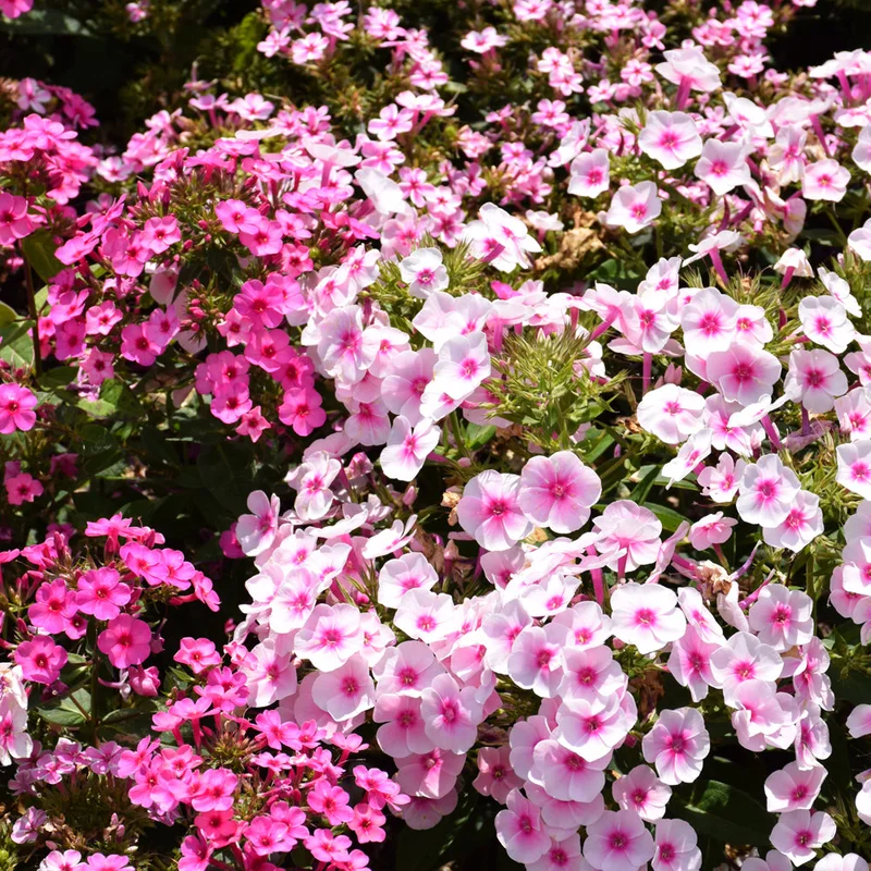 PHLOX EARLY PINK CANDY