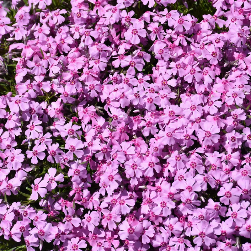 PHLOX EYE CANDY