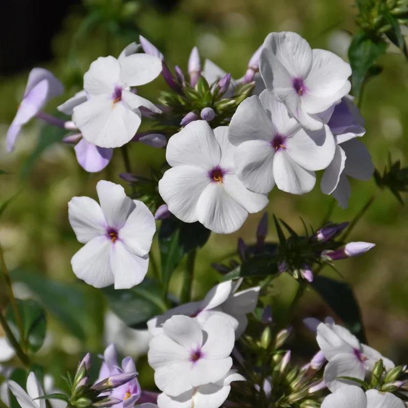 PHLOX FASHIONABLY EARLY LAVENDER ICE
