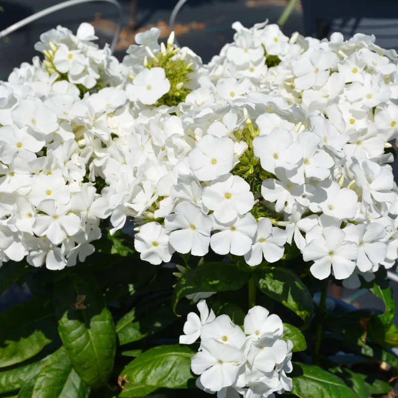 PHLOX FLAME PRO WHITE