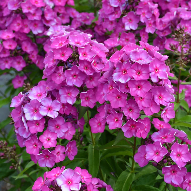 PHLOX GRAPE LOLLIP