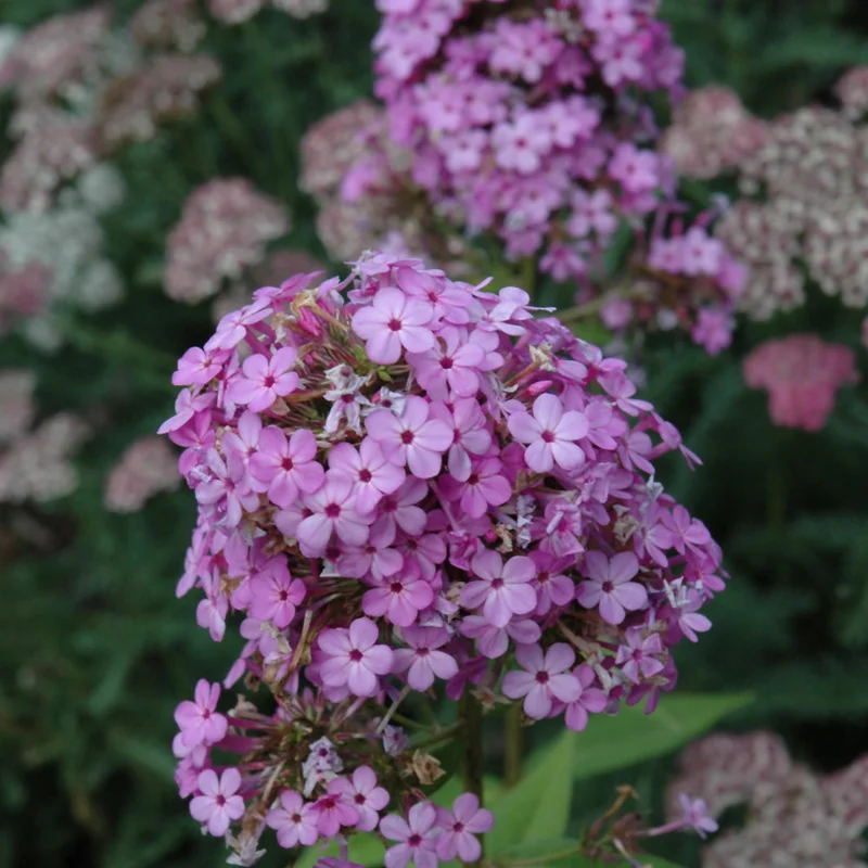 PHLOX JEANA