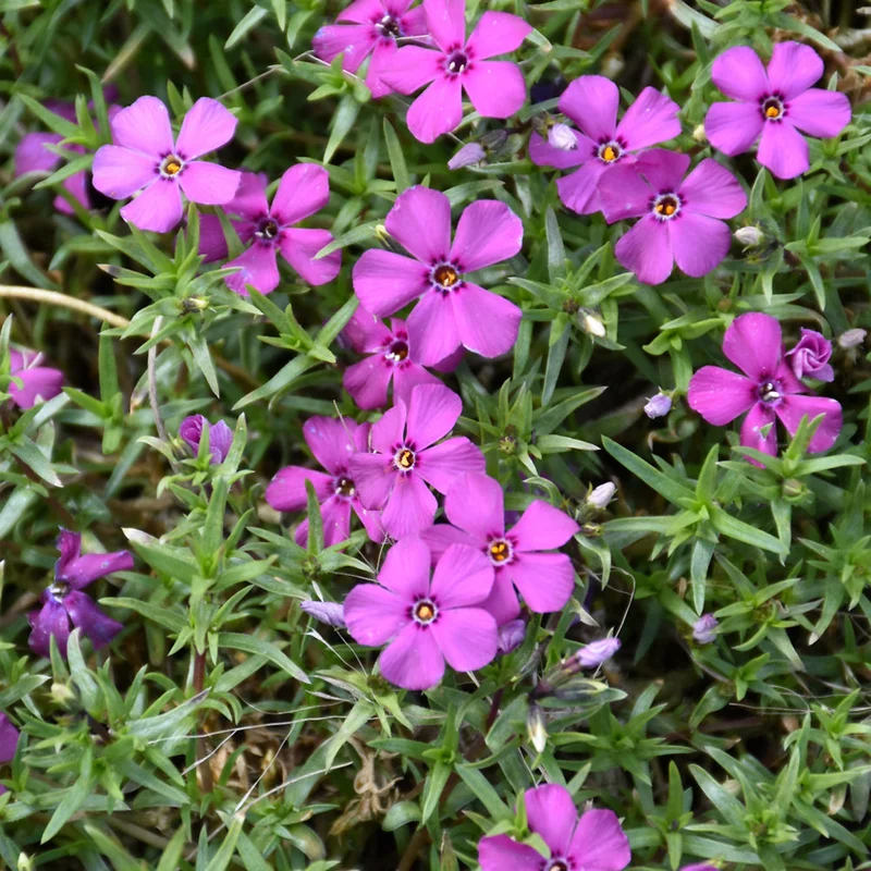 PHLOX MAJESTIC MAGENTA