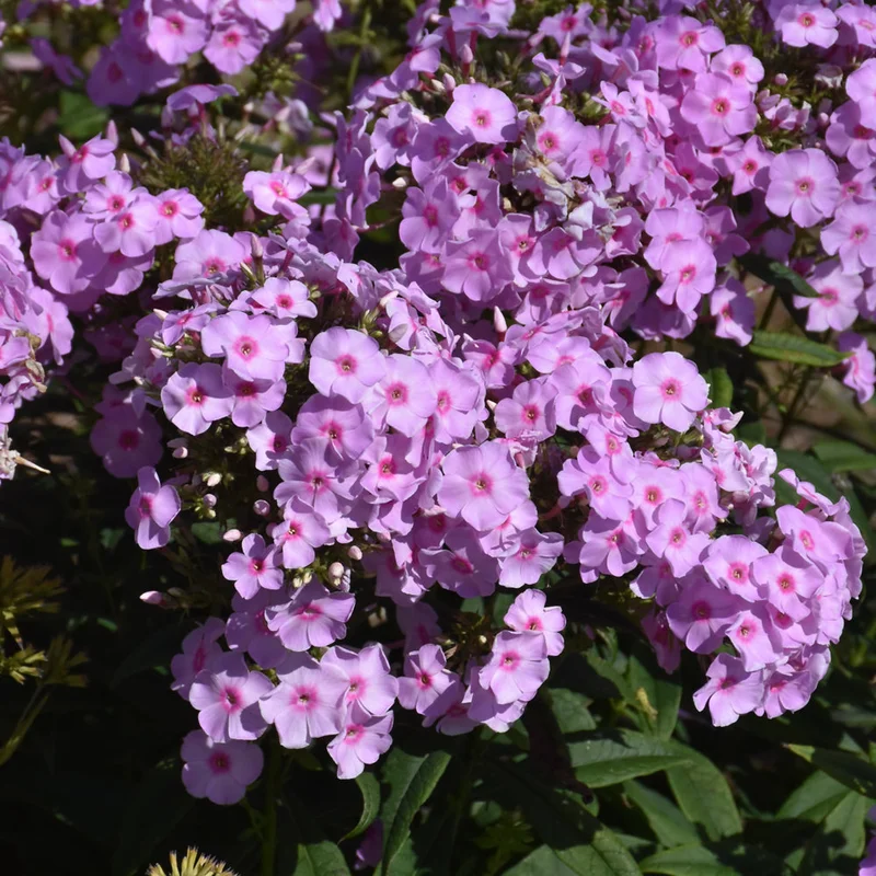 PHLOX OPALESCENCE