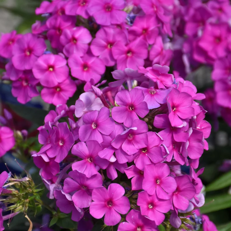 PHLOX PURPLE FLAME
