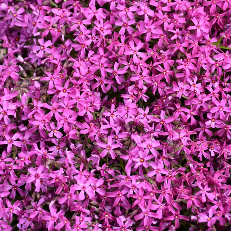 PHLOX RED WING