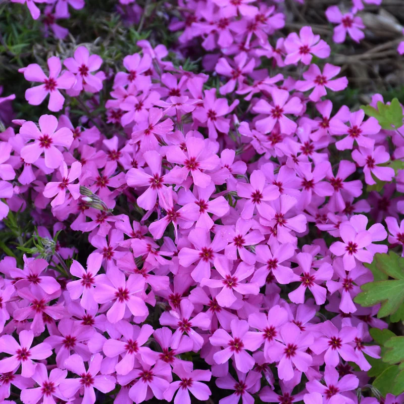 PHLOX RUBY RIOT