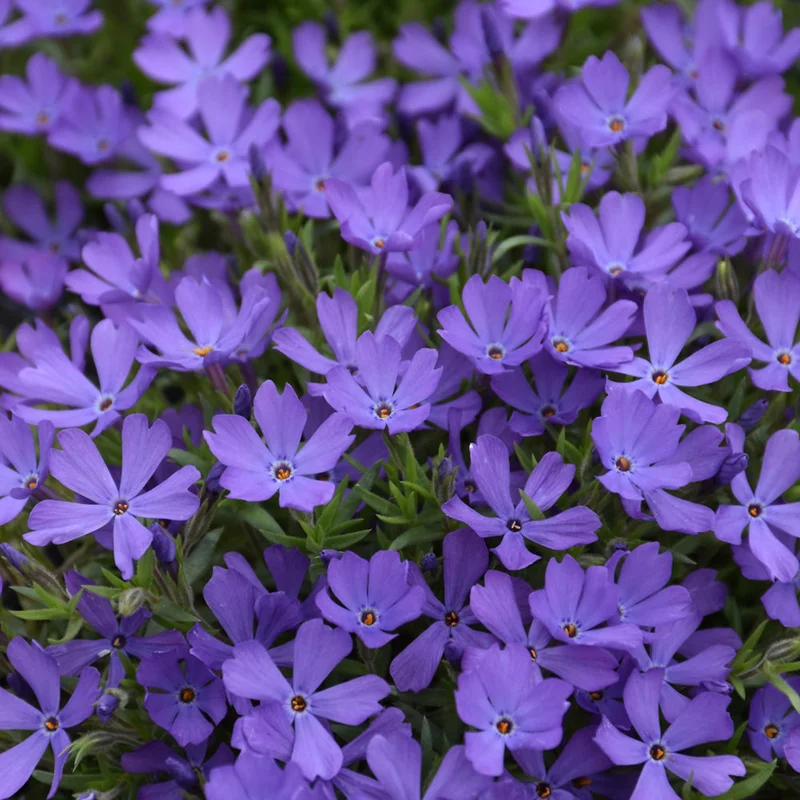 PHLOX VIOLET PINWHEELS