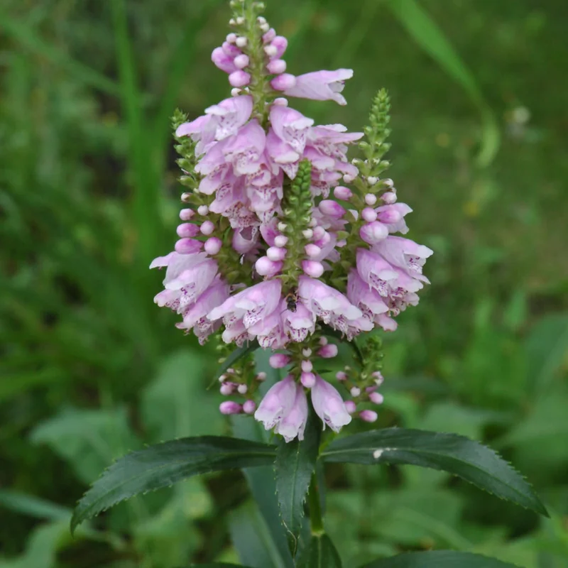PHYSOSTEGIA VIRGINIANA
