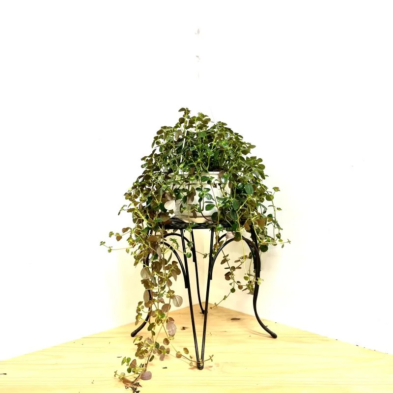 PILEA SAO PAULO