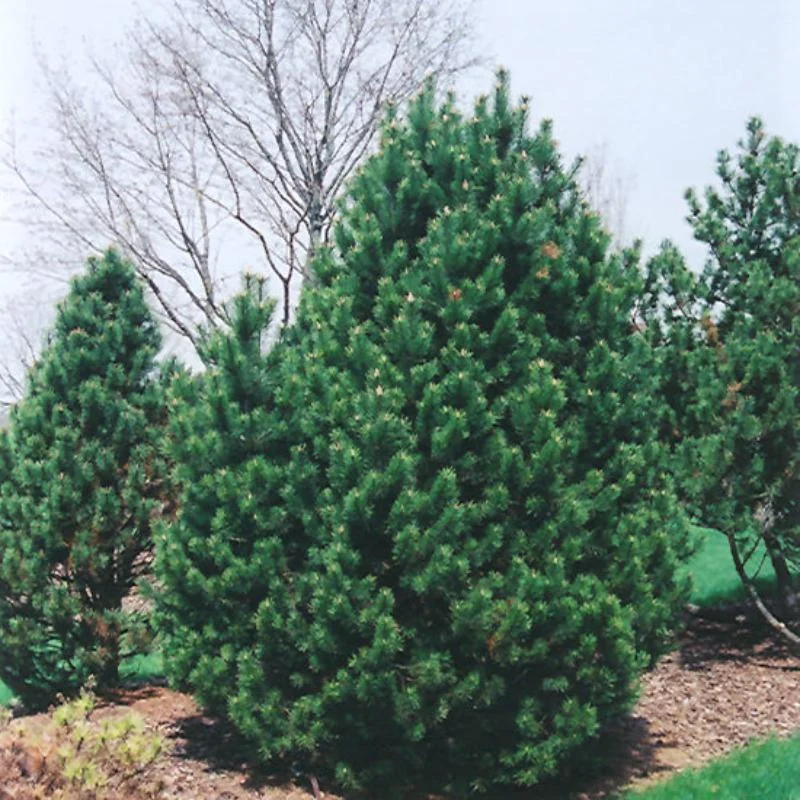 PINE MUGO GNOM