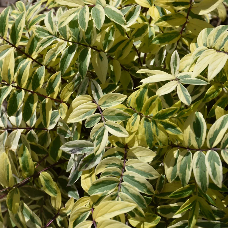 POLEMONIUM GOLDEN FEATHERS