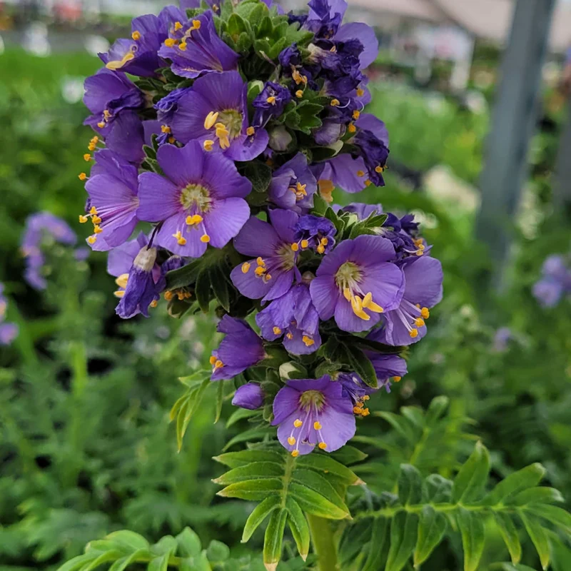 POLEMONIUM HEAVENLY HABIT